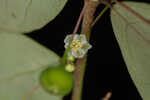 Muscarene Island leaf-flower